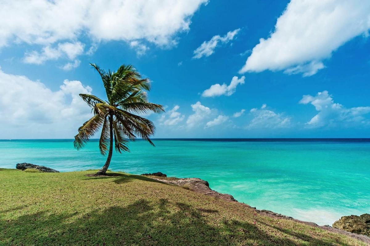 A palm tree on a cliff above the Barbados coast